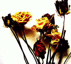 Mueren flores amarillas Desfallecen pierden la conciencia 